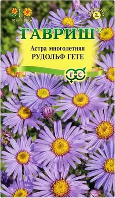 Астра итальянская (Aster amellus)