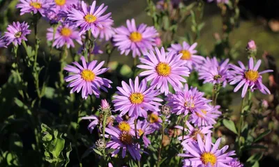 Астра ромашковая или итальянская (Aster amellus)