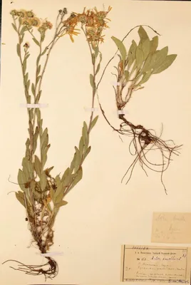 MW0562663, Aster amellus (Астра ромашковая, Астра итальянская), specimen