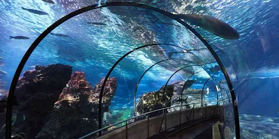 Океанариум в Барселоне, экскурсия в аквариум Барселоны от ComeOn! Barcelona