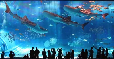 Самый большой аквариум Барселоны