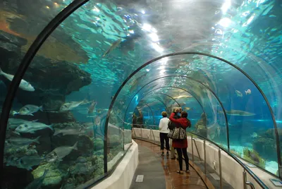 Aquarium Barcelona - Wikipedia