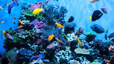 Самый красивый океанариум в Европе, Барселона, Испания | Barcelona Aquarium  - YouTube