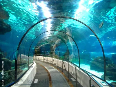 Aquarium de Barcelona - океанариум в Барселоне. | Неугомонная  путешественница | Дзен