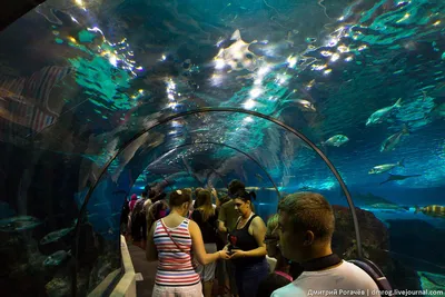 Аквариум L'AQUARIUM DE BARCELONA , Испания, Барселона - «Аквариум Барсы или  ночной аттракцион с акулой. Только для смельчаков.» | отзывы