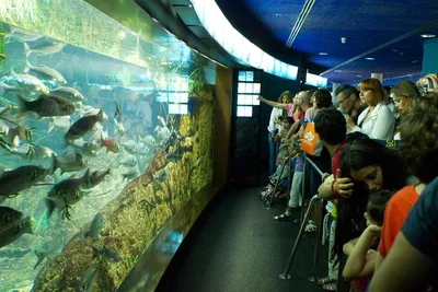 Барселона аквариум фото фотографии