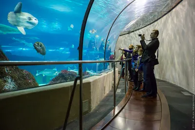 Океанариум в Барселоне - Barcelona Aquarium - YouTube