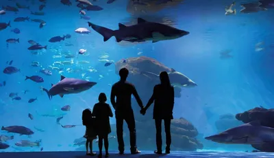 Отзыв о Океанариум Барселоны (Испания, Барселона) | Шикарный аквариум!