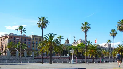 фото улиц Барселоны, уличное дерево, архитектура, перекресток фон картинки  и Фото для бесплатной загрузки