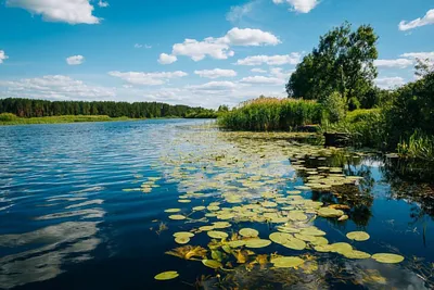 Конкурс рисунков \"Природа и животный мир Беларуси\" - kirovsk.by