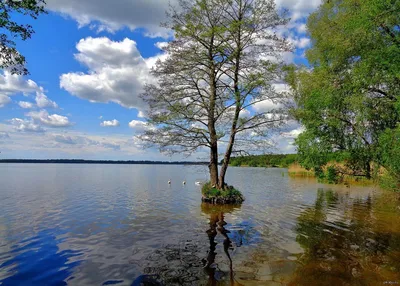Белое озеро Беларусь фото фотографии