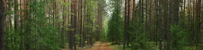 Национальный парк Беловежская пуща, отзыв от kristina6306 – \"Национальный  парк Беловежская пуща\", Каменюки, Беларусь, Август 2013