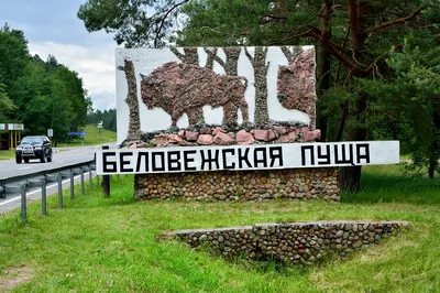 ГПУ «Национальный парк «Беловежская пуща» (Беларусь) - «Заповедная пуща» |  отзывы