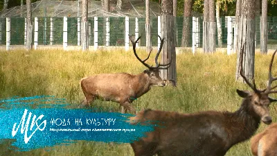 В Беловежской пуще 2 июня пройдет акция «Две страны — одна пуща, животные  без границ!»