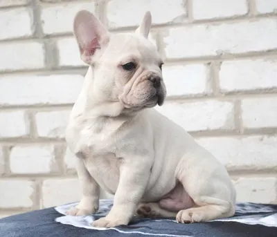 Фотографии Щенок Французский бульдог собака белая животное