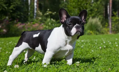 Картинки щенки Французский бульдог собака белые смотрят животное