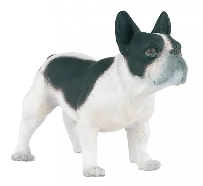 Французский бульдог — описание породы собаки от А до Я