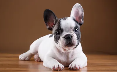 4-недельный щенок французский бульдог Стоковое Изображение - изображение  насчитывающей щенок, англия: 163677153