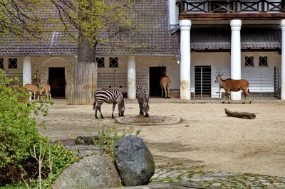Berlin Zoo | planning for conservation-based future | blooloop