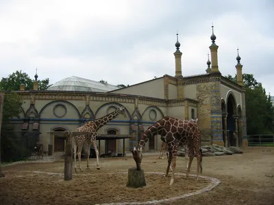 File:Giraffenhaus Zoo Berlin 2.jpg - Wikimedia Commons