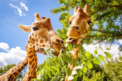 Zoo Berlin: Why Animal Fanatics Will Love Germany's Oldest Zoo