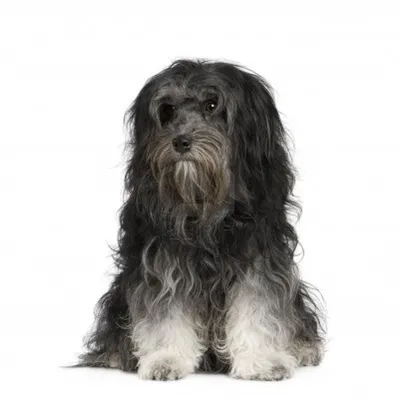 Портрет собаки лион-бишон - фото и обои. Красивое изображение \"Портрет  собаки лион-бишон\" на рабочий стол