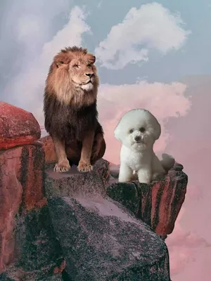 Лион Бишон – карликовая собачка с львиной гривой