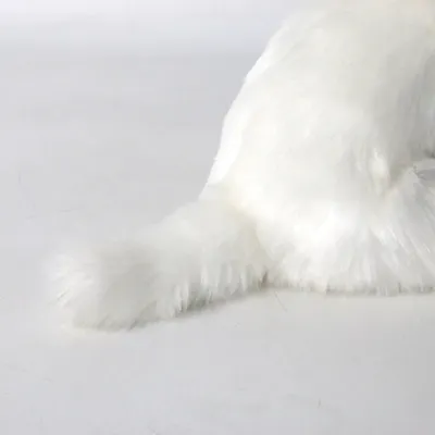 Лион бишон (левхен, малая львиная собачка) | DecorDog
