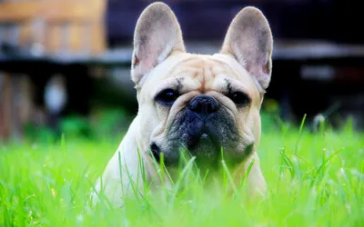 Проблемы у собак старше 7 лет на примере французского бульдога - Цамакс  Интернешнл. Ветеринарные препараты и кормовые добавки. Цены, где купить,  отзывы
