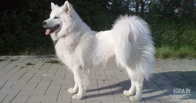 Большой немецкий шпиц (Giant German Spitz) (Породы собак) немецкий шпиц,  виды шпицев, большие шпицы, большой шпиц, немецкий шпиц цена, большой шпиц  фото, большие шпицы фото, большой немецкий шпиц, большой шпи Энциклопедия о