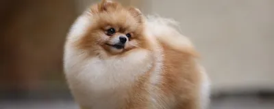 Немецкий шпиц (померанский) - описание породы собак: характер, особенности  поведения, размер, отзывы и фото - Питомцы Mail.ru