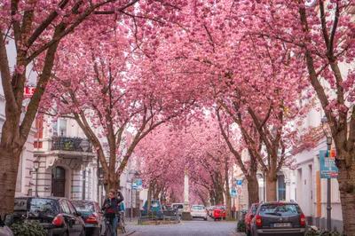 Things To Do In Bonn: Visit Bonn With LeShuttle