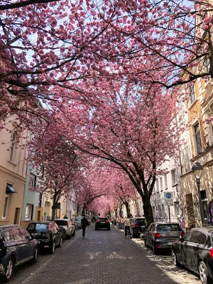 One particular street in Bonn, Germany. : r/interestingasfuck