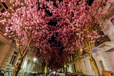 Bonn: Enjoy musical tradition, parks of former West German capital | Stars  and Stripes