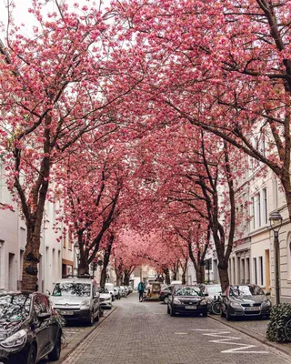 How to Visit the Cherry Blossom Avenue in Bonn, Germany - That One Point of  View
