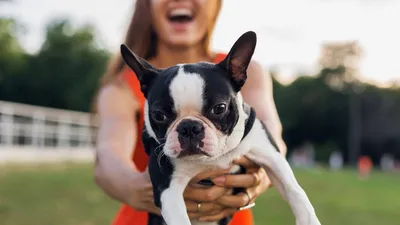 Бостон-терьер - описание породы собак: характер, особенности поведения,  размер, отзывы и фото - Питомцы Mail.ru
