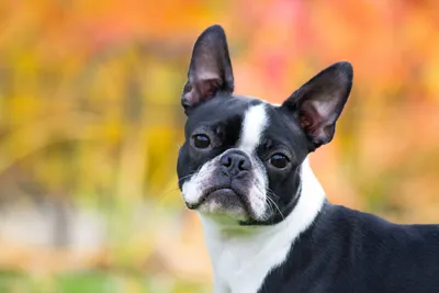 Boston Terrier: Pet Profile (Breed Overview) | Dutch