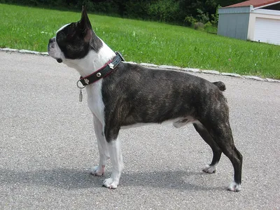 Boston Terrier - Wikipedia