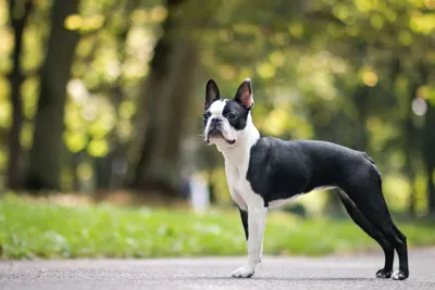 What Were Boston Terriers Bred For? - Boston Terrier Society