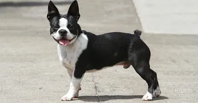 Бостон терьер (Boston Terrier) (Породы собак) французский бульдог, бостон  терьер фото, бостон терьер купить, щенки бостон терьера, бостон терьер  питомники, бостон терьер цена Энциклопедия о животных EGIDA.BY