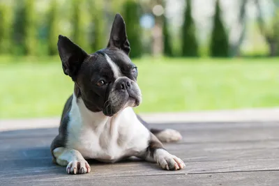 File:Boston Terrier male.jpg - Wikipedia