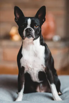 Meet the Boston Terrier!