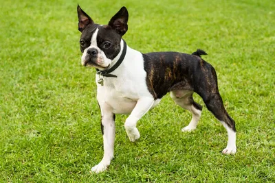 Boston Terrier Dog Breed Information and Characteristics