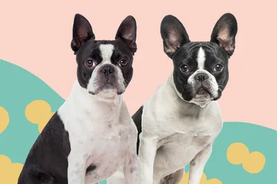 Boston Terrier vs. French Bulldog: If You Must Choose Only One, Here's What  to Know