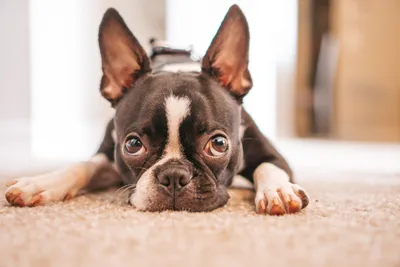 5 Emergency Red Flags for Boston Terrier Owners: If Your Dog Does These,  Rush Them to The Vet