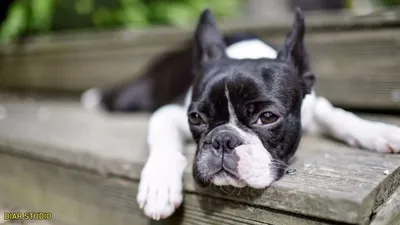 Почему бостон-терьер - идеальная собака? - YouTube