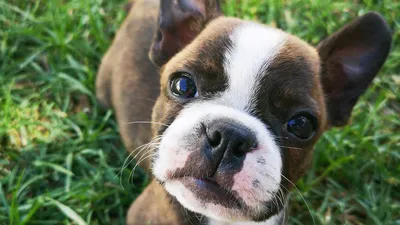 Бостон-терьер - описание породы собак: характер, особенности поведения,  размер, отзывы и фото - Питомцы Mail.ru
