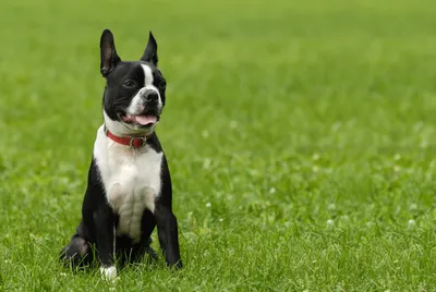 Boston Terrier | Bil-Jac