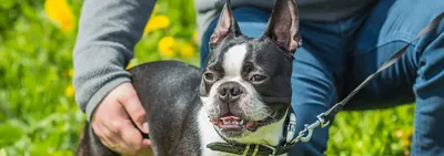 Boston Terriers for Sale? Read This Before You Buy | PETA