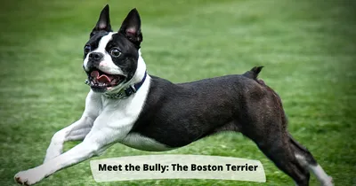 Meet the Bully: The Boston Terrier – RESPONSIBLE BULLY OWNERSHIP BLOG